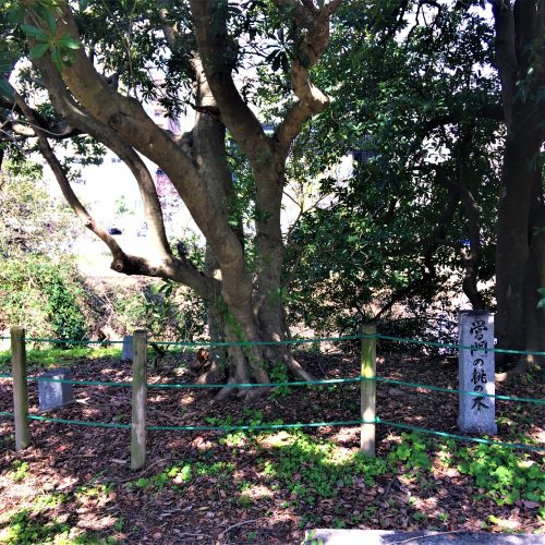 福岡市中央区に残る「営門の桃の木」